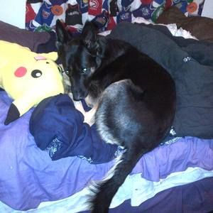 Meet your Posher, Levi